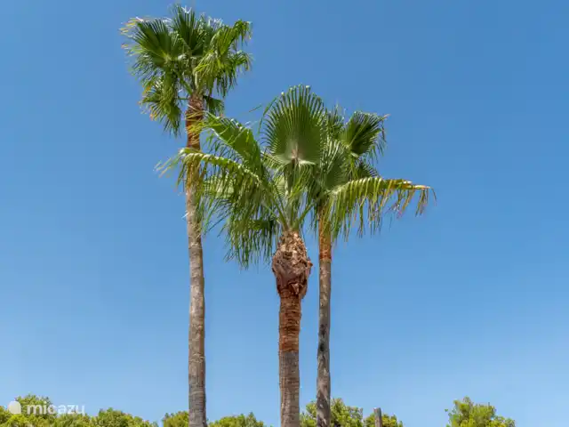 De 3 palmen in de voortuin geven een heerlijk Spaans gevoel...